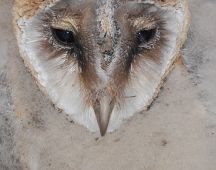 32 Schleiereule 3 Wochen